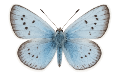 Native Plants Info Logo